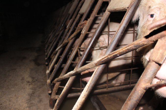 Sow stalls at Pine Park Piggery NSW