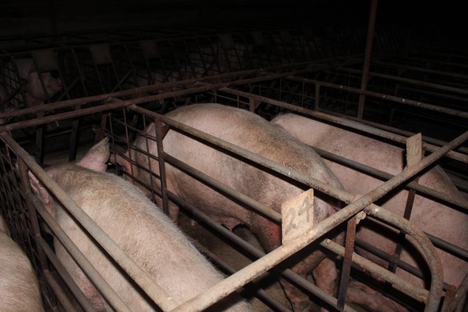 Sow stalls at Pine Park Piggery NSW