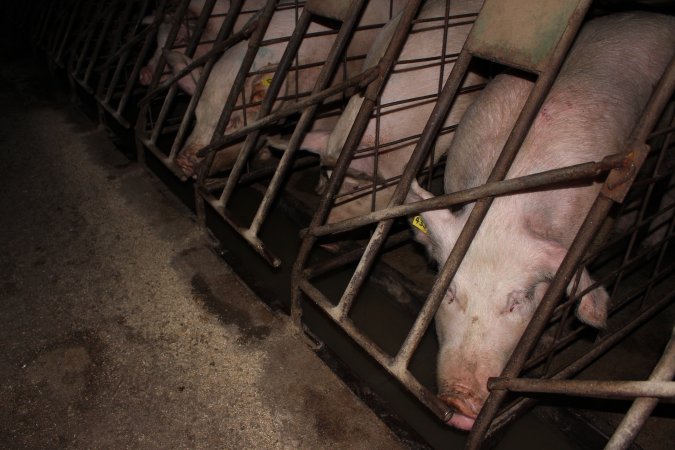 Sow stalls at Pine Park Piggery NSW