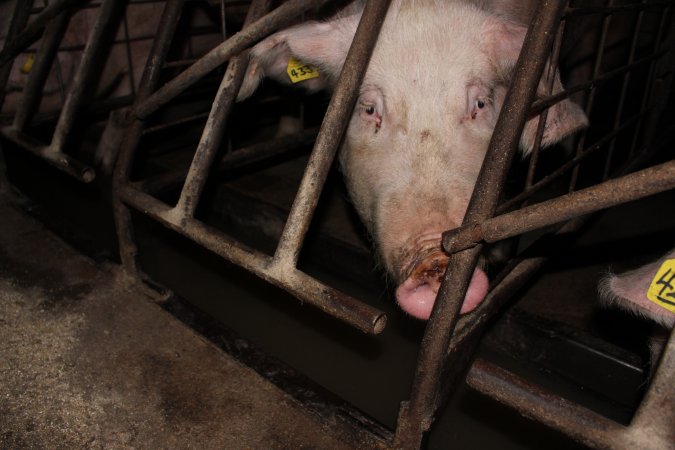 Sow stalls at Pine Park Piggery NSW