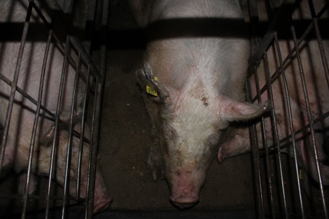 Sow stalls at Pine Park Piggery NSW