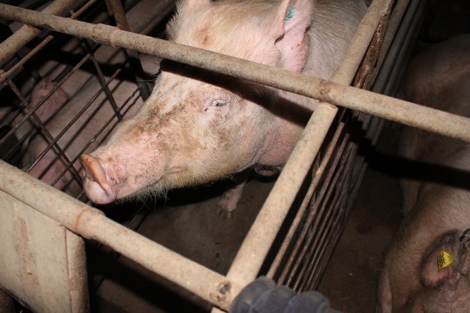 Sow stalls at Pine Park Piggery NSW