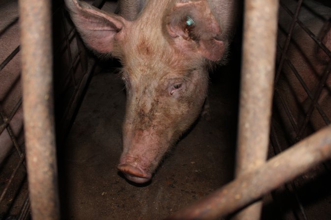 Sow stalls at Pine Park Piggery NSW