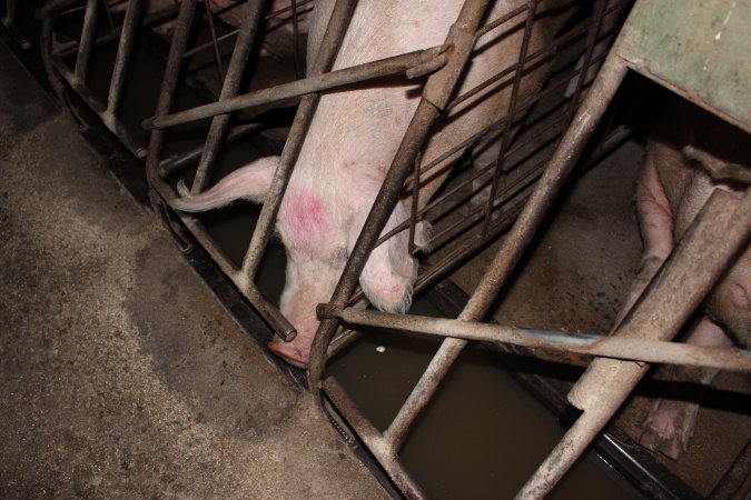 Sow stalls at Pine Park Piggery NSW