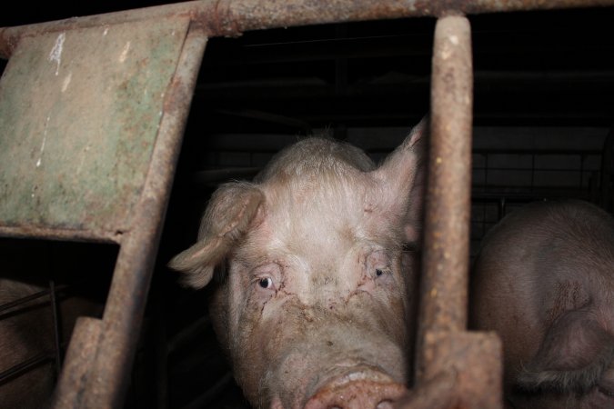 Sow stalls at Pine Park Piggery NSW