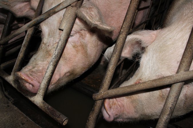 Sow stalls at Pine Park Piggery NSW