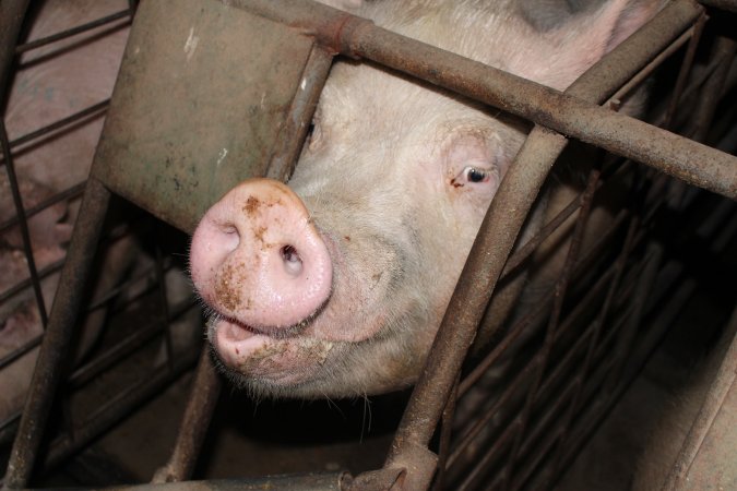 Sow stalls at Pine Park Piggery NSW