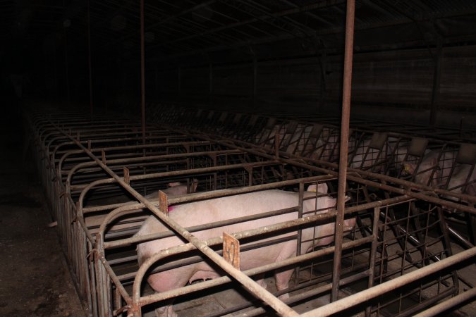 Sow stalls at Pine Park Piggery NSW