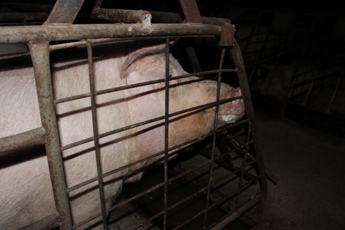 Sow stalls at Pine Park Piggery NSW