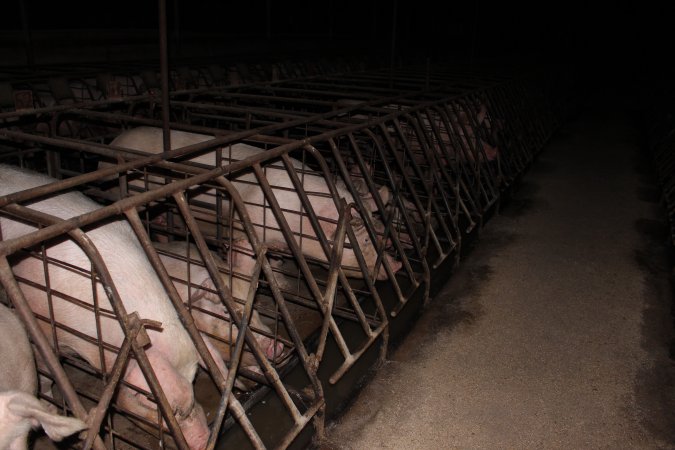 Sow stalls at Pine Park Piggery NSW