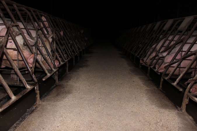 Sow stalls at Pine Park Piggery NSW