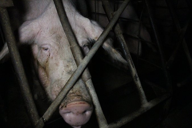 Sow stalls at Pine Park Piggery NSW