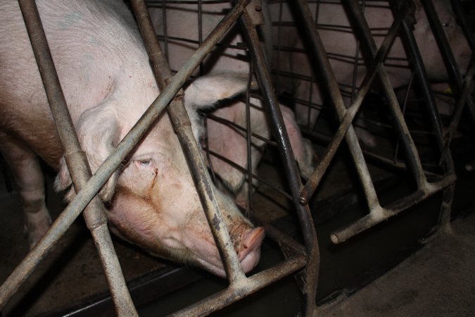 Sow stalls at Pine Park Piggery NSW