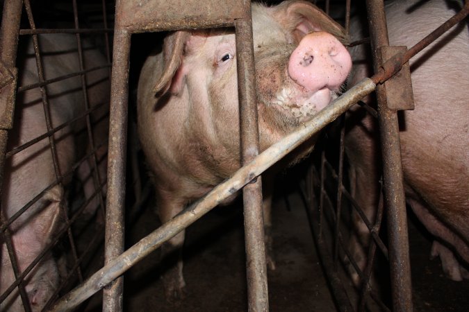 Sow stalls at Pine Park Piggery NSW