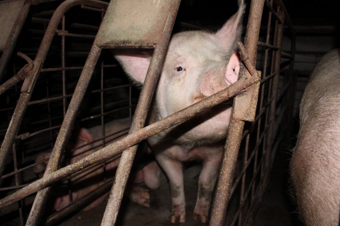 Sow stalls at Pine Park Piggery NSW