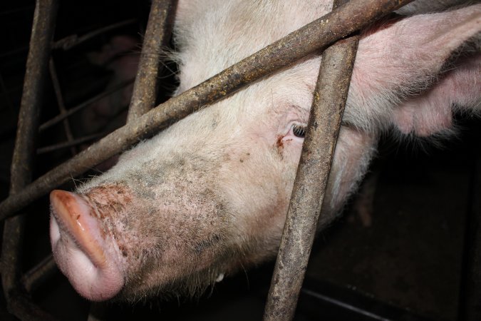 Sow stalls at Pine Park Piggery NSW