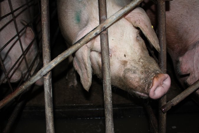 Sow stalls at Pine Park Piggery NSW