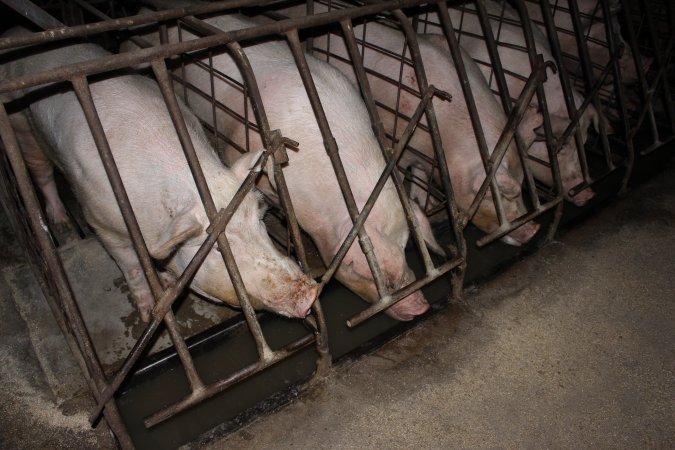 Sow stalls at Pine Park Piggery NSW