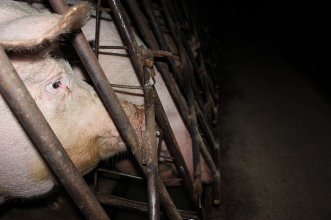 Sow stalls at Pine Park Piggery NSW