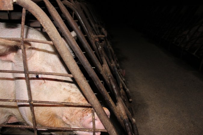 Sow stalls at Pine Park Piggery NSW