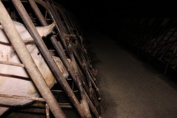 Sow stalls at Pine Park Piggery NSW