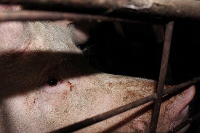 Sow stalls at Pine Park Piggery NSW