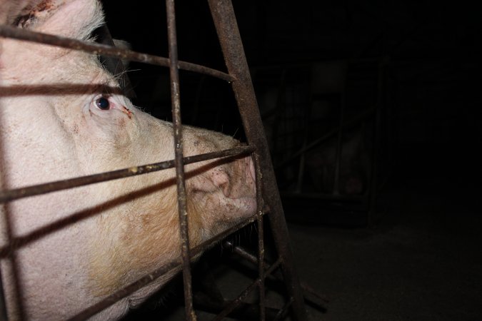 Sow stalls at Pine Park Piggery NSW