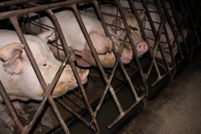 Sow stalls at Pine Park Piggery NSW