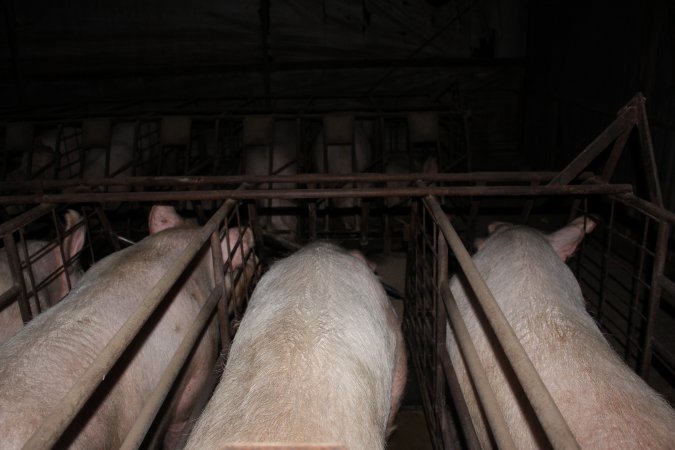 Sow stalls at Pine Park Piggery NSW