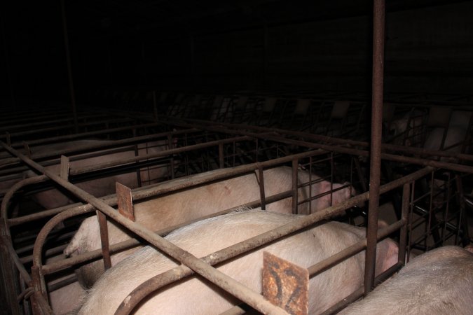 Sow stalls at Pine Park Piggery NSW