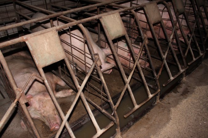 Sow stalls at Pine Park Piggery NSW