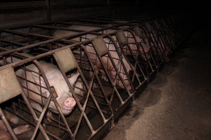 Sow stalls at Pine Park Piggery NSW