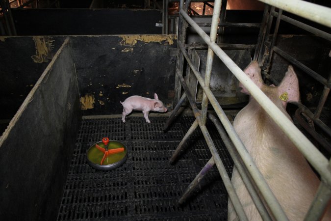 Farrowing crates at Wongalea Piggery QLD