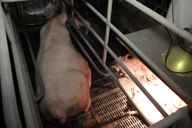 Farrowing crates at Wongalea Piggery QLD