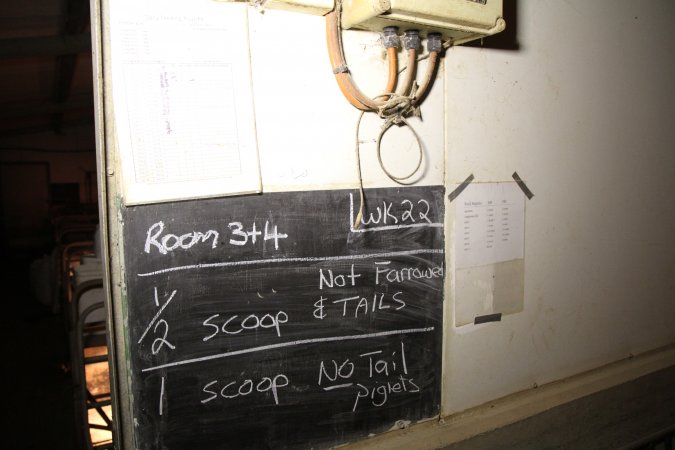 Farrowing crates at Wongalea Piggery QLD