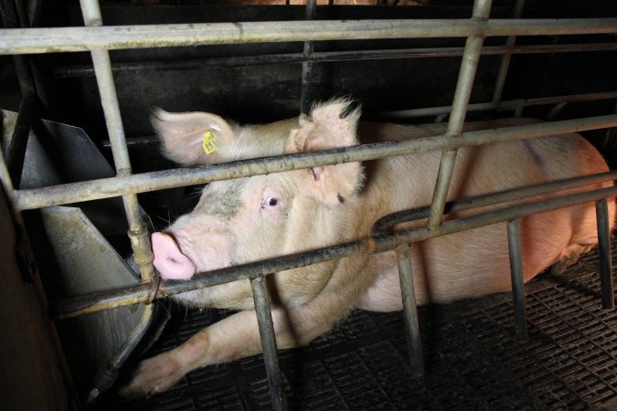 Farrowing crates at Wongalea Piggery QLD