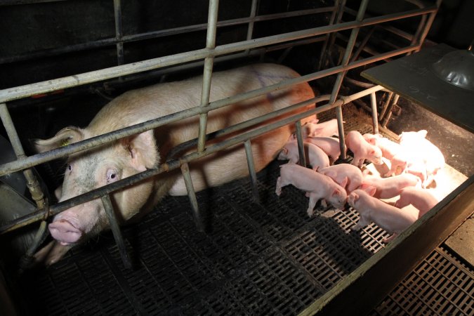 Farrowing crates at Wongalea Piggery QLD