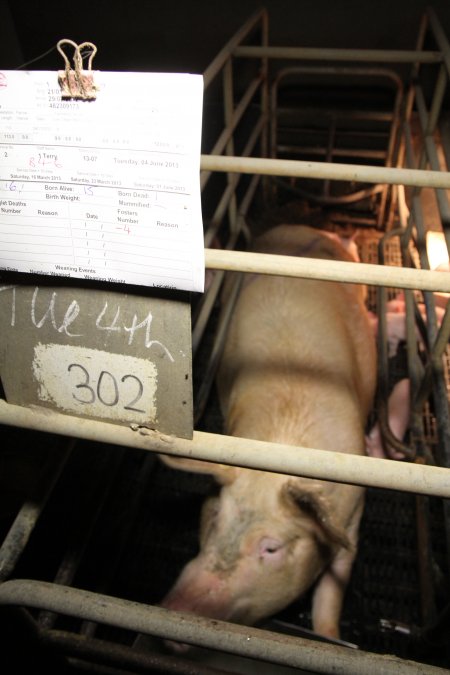 Farrowing crates at Wongalea Piggery QLD