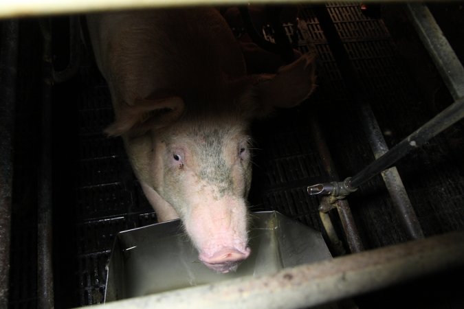 Farrowing crates at Wongalea Piggery QLD