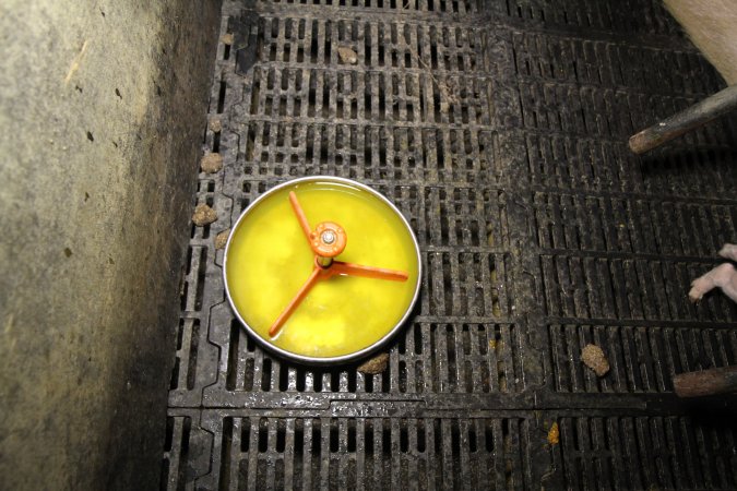 Farrowing crates at Wongalea Piggery QLD