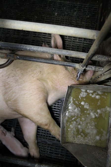 Farrowing crates at Wongalea Piggery QLD