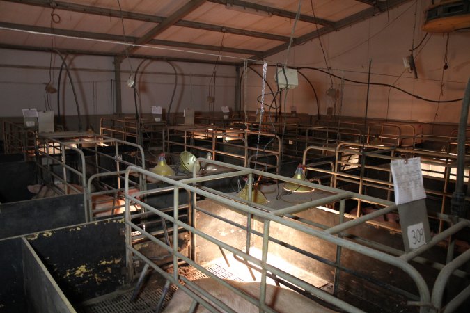 Farrowing crates at Wongalea Piggery QLD