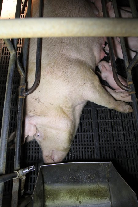 Farrowing crates at Wongalea Piggery QLD