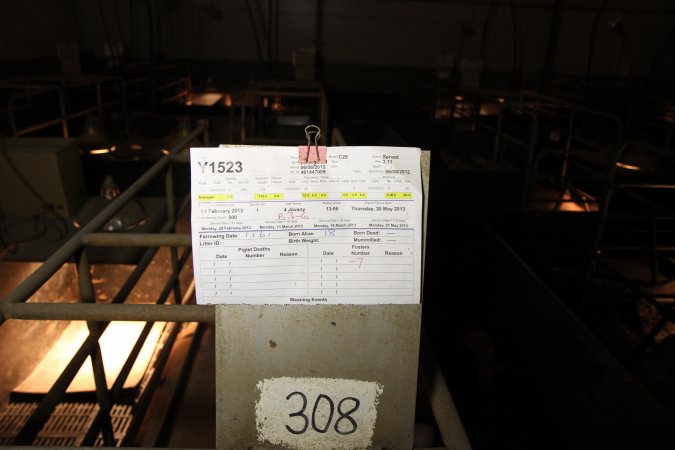 Farrowing crates at Wongalea Piggery QLD