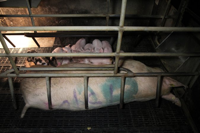 Farrowing crates at Wongalea Piggery QLD