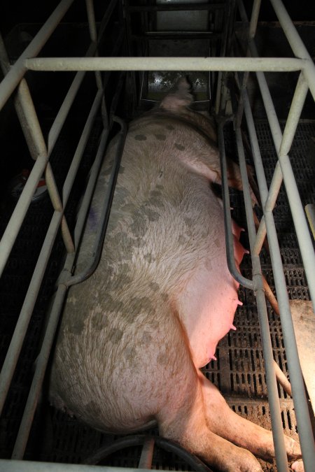 Farrowing crates at Wongalea Piggery QLD