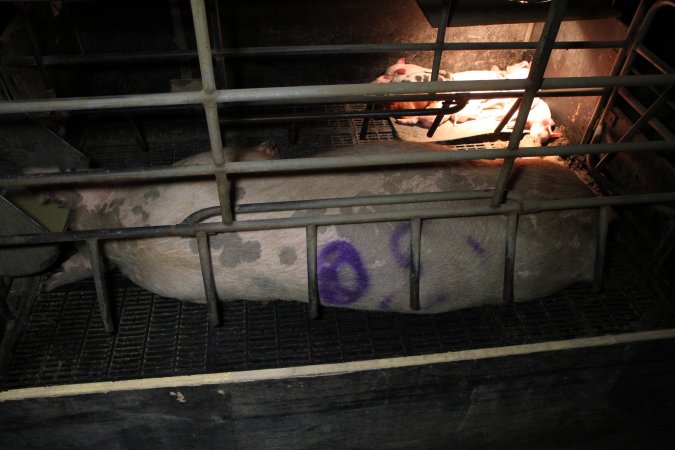 Farrowing crates at Wongalea Piggery QLD