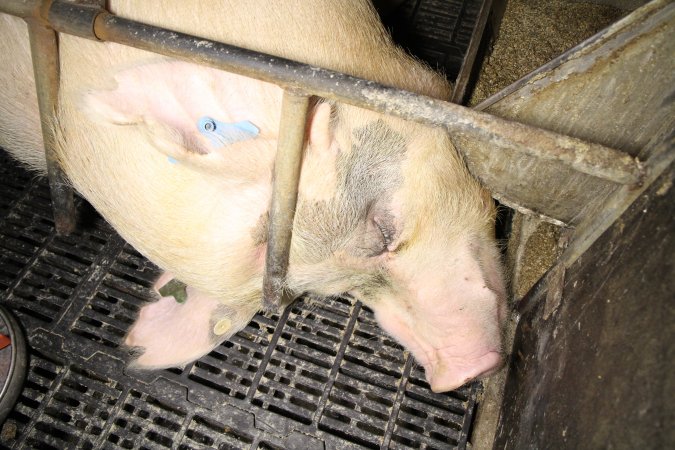 Farrowing crates at Wongalea Piggery QLD