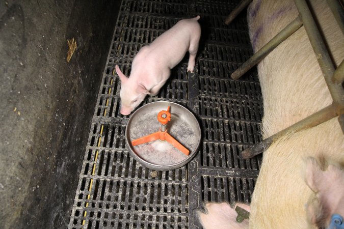 Farrowing crates at Wongalea Piggery QLD