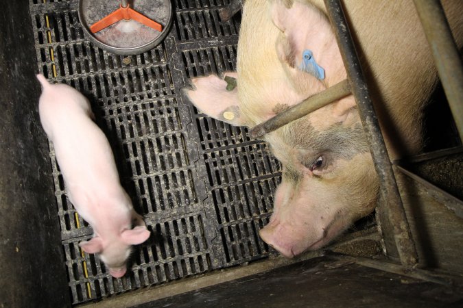 Farrowing crates at Wongalea Piggery QLD